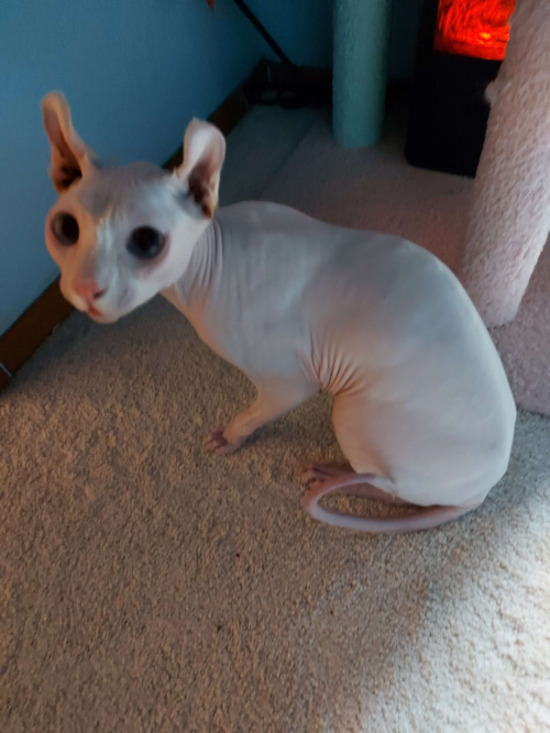 a picture of a sphynx cat sitting in front of a space heater.