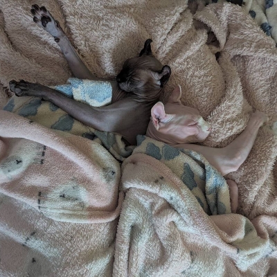 a picture of two sphynx cats. one is black and one is white.